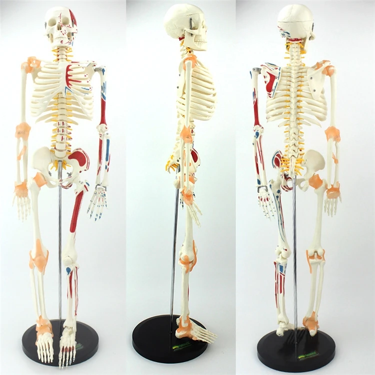【HOT】Medical Education High Qu - Medical Lab Upgrade review and price