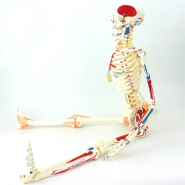 【HOT】Medical Education High Qu - Medical Lab Upgrade review and price
