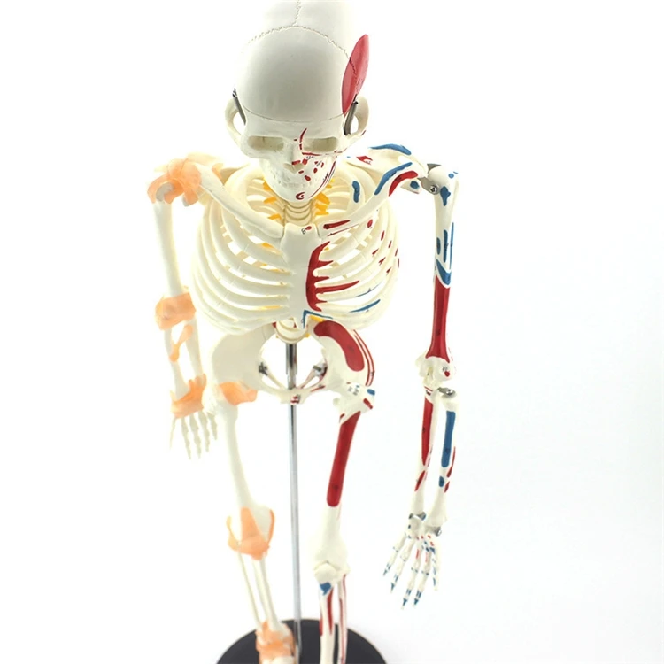 【HOT】Medical Education High Qu - Medical Lab Upgrade review and price