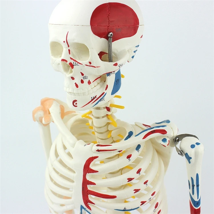 【HOT】Medical Education High Qu - Medical Lab Upgrade review and price
