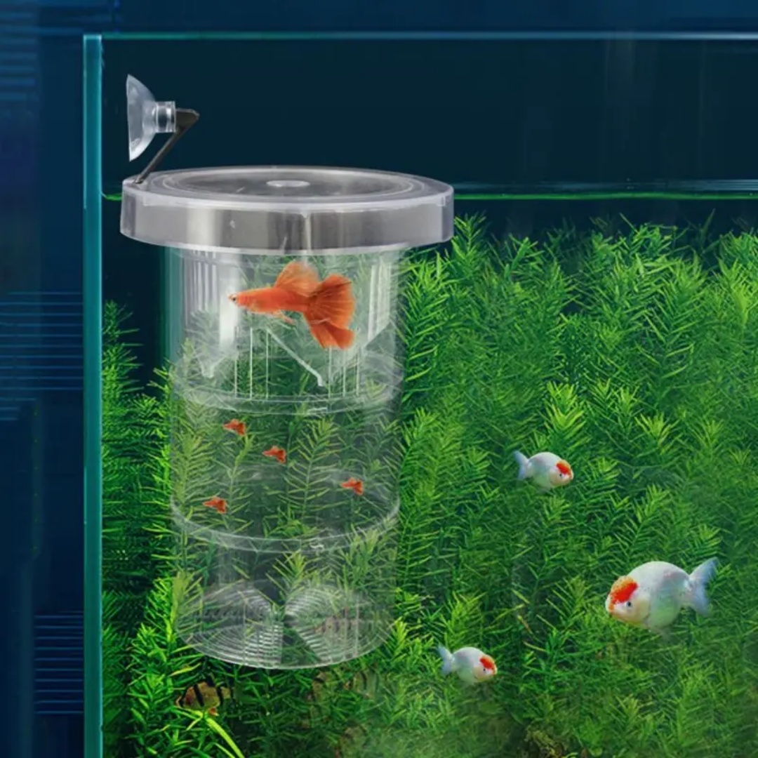 Acrylic Floating Fish Breeding - Lab Incubator review and price